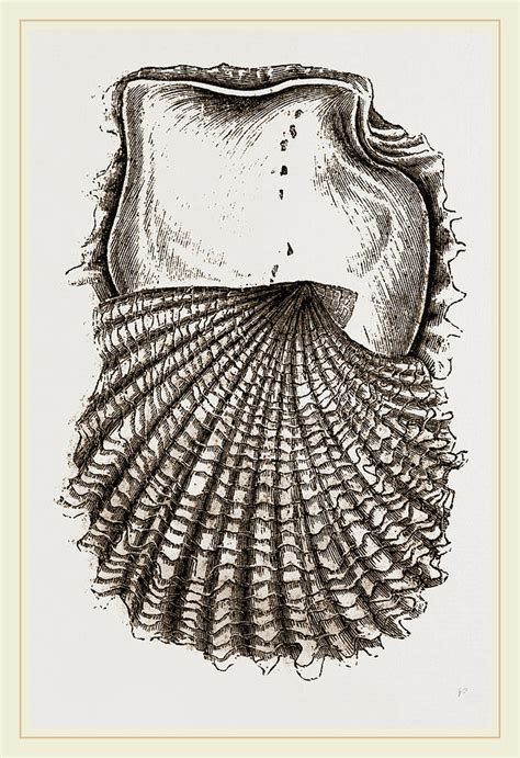 Pearl Oyster Young Drawing By Litz Collection Fine Art America