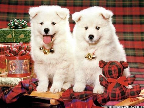 Christmas Puppy Wallpapers Wallpaper Cave