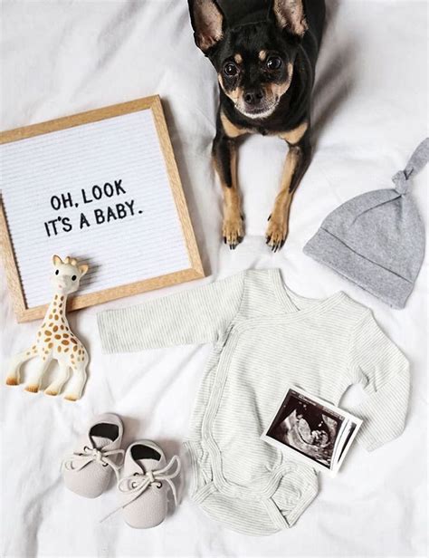 The Sweetest Pregnancy Announcement Ideas With Dogs Diy Darlin