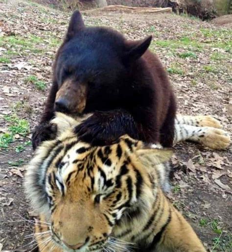 Lion Tiger Bear Gagdaily News
