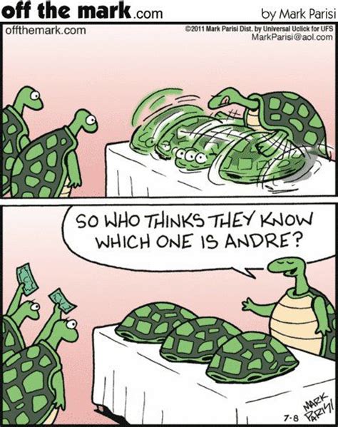 Pin By Tracy Flynn On Turtle Obsession Turtles Funny Tortoise Turtle