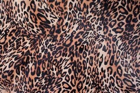 Leopard Skin Background Pattern Image Free Stock Photo Public