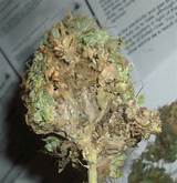 Marijuana Bud Pictures