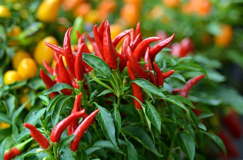 Sow Your Own Chillies Cultivation Street