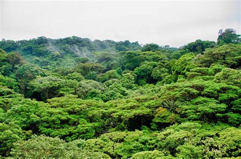 Monteverde Cloud Forest Private Tour From San José Tourist Journey