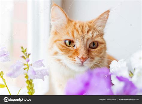 Cute Ginger Cat Smelling A Bouquet Of Flowers Cozy Spring Morning At