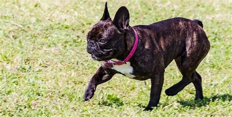 French Bulldog Health Issues Uk Why You Shouldn T Buy A French