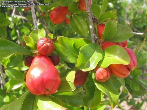 Plantfiles Pictures Pomegranate Granate Apple Oodham Punica
