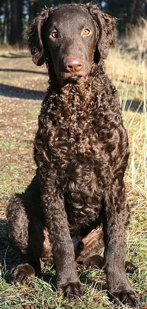 110 Best Curly Coated Retriever Dog Names The Paws