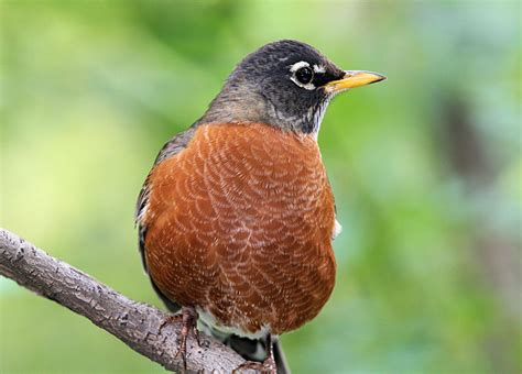 American Robin Facts And Pictures The Wildlife