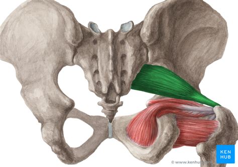 Musculus Piriformis Verlauf Innervation Und Funktion Kenhub CLOUD HOT