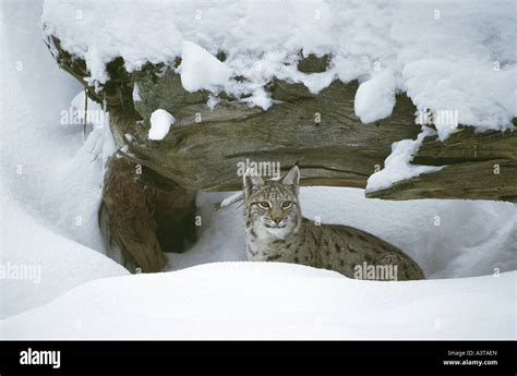 Eurasian Lynx Lynx Lynx Sitting Under A Snow Covered Trunk Stock