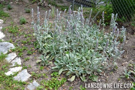 Also known as lungwort, its leaves have mottled, silvery spots. Landscaping Archives - Lansdowne Life