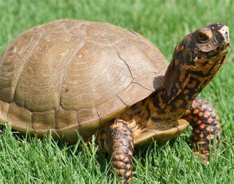 Feeding box turtles are omnivores and feed on a huge variety of foods in the wild. Pictures of Box Turtles Slideshow