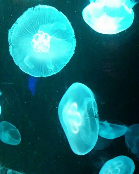 Pretty Jellyfish Fish Pet Pets Animals