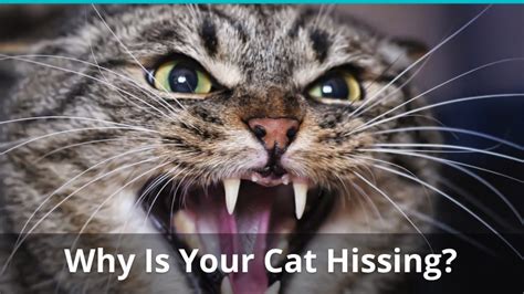 Wiktionary(0.00 / 0 votes)rate this definition Why Is My Cat Hissing At Me? What Does It Mean?