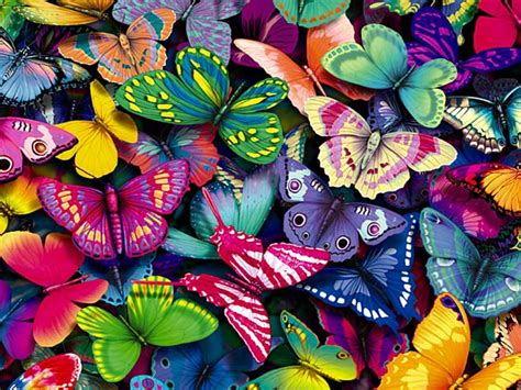 Awesome Butterflies Butterflies Wallpaper 40609248 Fanpop