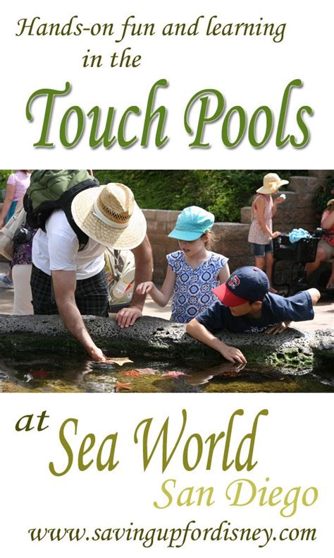 Best Aquariums And Touch Pools Sea World San Diego Sea World San