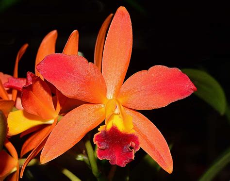 Lost In Mato Grosso Orange Orchid Flower