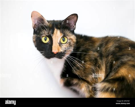 A Calico Domestic Shorthaired Cat With Yellow Eyes Stock Photo Alamy