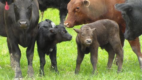 Scottish Highland Angus Cross Calves Youtube