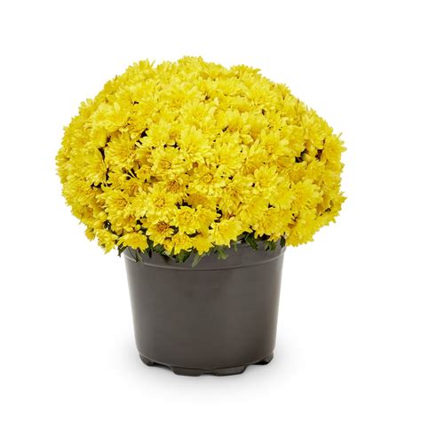 3 Quart Yellow Garden Mum In Pot L5581 At