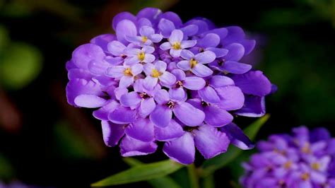 Using different shades of yellow, orange and green will give a fabulous result. Iberis flowers (HD1080p) - YouTube