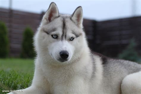 Породы собак Сибирский хаски 50 фото Красочные фото хаски