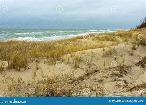 Dry Grass On The Sea Sand Sand Dunes Of The Coastal Strip Stock Image