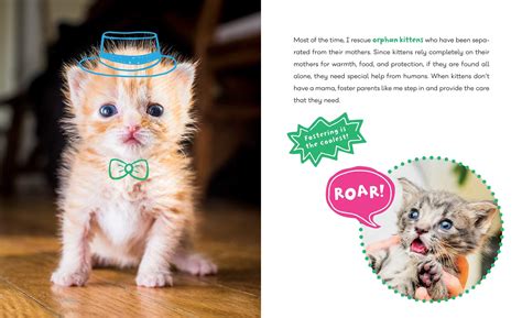 Kitten Lady's Big Book of Little Kittens | Book by Hannah ...