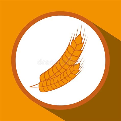 Barley Grains Design Stock Vector Illustration Of Nature 62943606