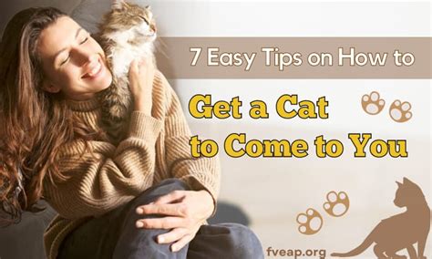 How To Get A Cat To Come To You 7 Easy Tips