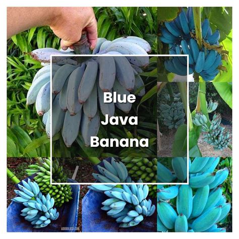 How To Grow Blue Java Banana Tree Plant Care Tips Norwichgardener