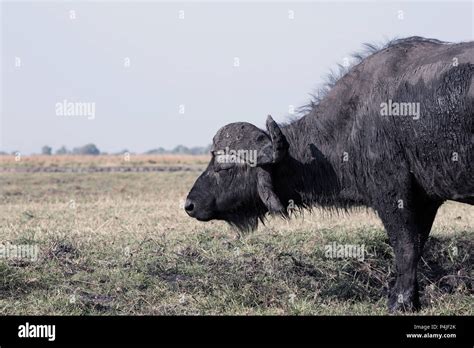 Cape Buffalo Syncerus Caffer Feeds In Grass In The Bwabwata National