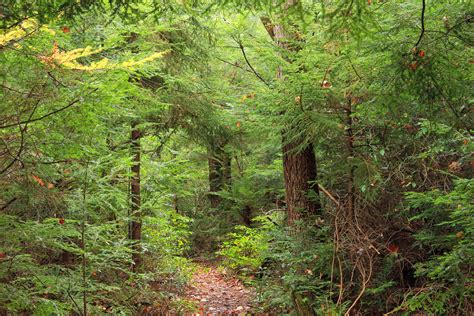 Bear Meadows Natural Area 6 Dense Coniferous Forest Cen Flickr