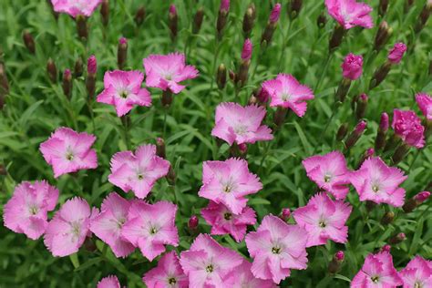 How To Grow And Care For Alpine Pinks Gardeners Path