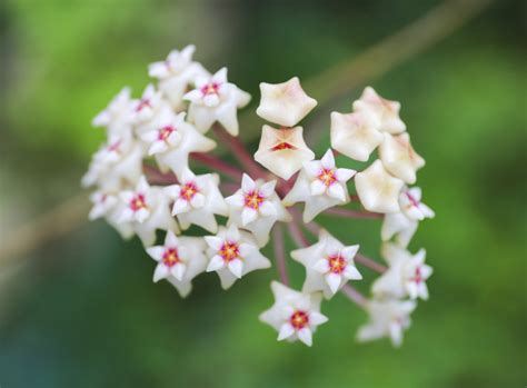 Die wachsblume ist eine pflanze, die nach einem hellen und eher sonnigen standort verlangt. Hoya: So bringen Sie die Wachsblume zum Blühen ...