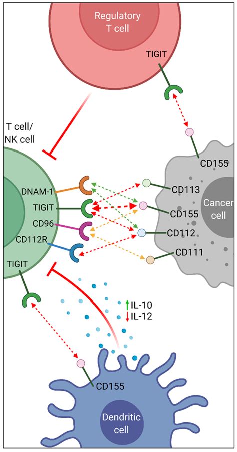 T Cell Immunoglobulin And ITIM Domain TIGIT Signaling Pathway And