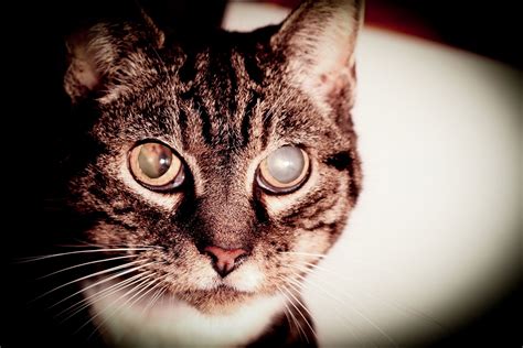 Glaucoma can be quite painful. Cataracts in Cats - Symptoms, Causes, Diagnosis, Treatment ...