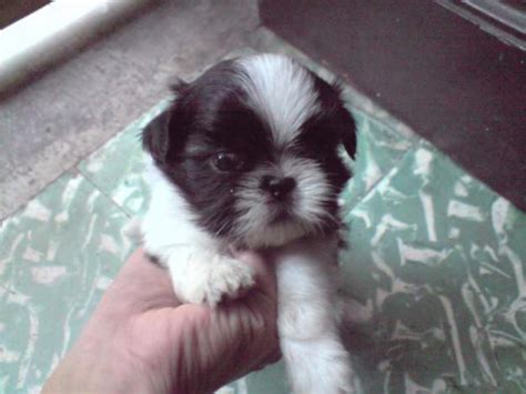 I have puppies from new born sizes to ready to go sizes at 3 months and a few older ones. Cute Puppy Dogs: New Born Shih Tzu Puppies