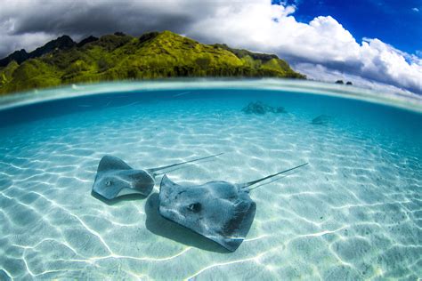 9 Tips For Beginner Underwater Photographers Nations Photo Lab