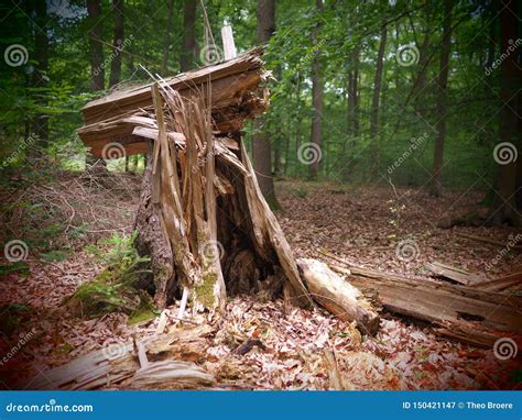 Bizarre And Broken Tree Stump In A Forrest After A Storm Stock Image