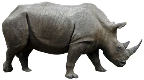 Rhinoceros Png Transparent Images Png All
