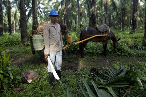 In its virgin form, the oil is bright orange… Palm Tree Oil Plantations in Gabon Create Rural Jobs