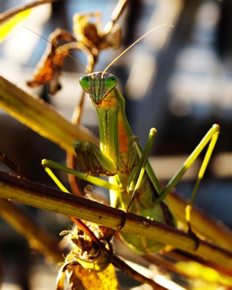Gravid Praying Mantis Female Her Abdomen Is Huge Carrying Flickr