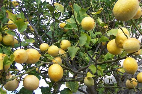7 Common Lemon Tree Problems And How To Fix Them Farming Pedia