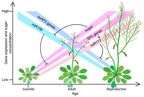 Genes Free Full Text Besides And Beyond Flowering Other Roles Of