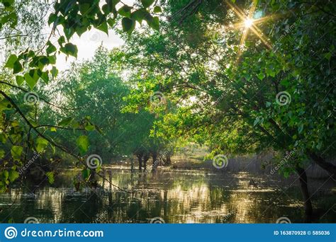 Landscape Trees By The Water Bright Sun River Trees Bright Sun