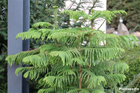 Norfolk Island Pine Plant Care How To Grow Araucaria Heterophylla