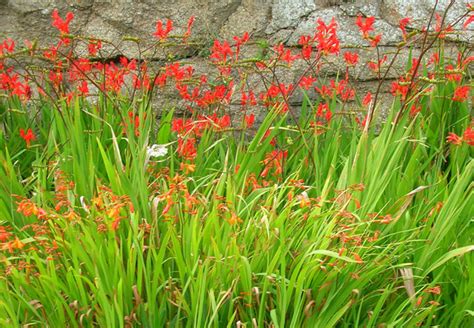 What types of wedding dresses are there? Crocosmia aurea